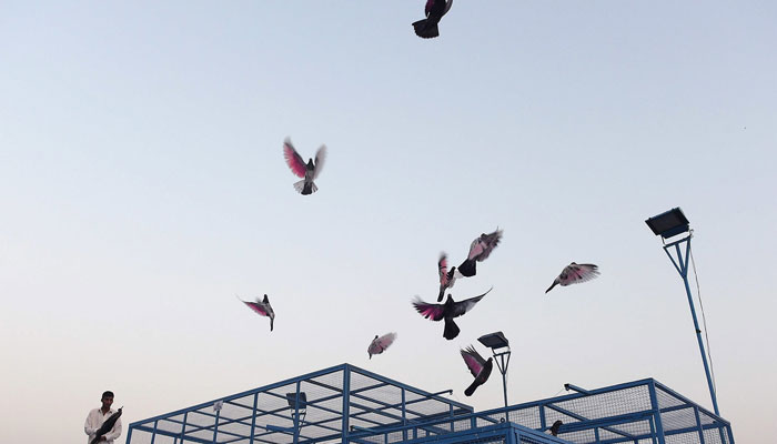 A caretaker releases racing pigeons from their cage.— AFP/File