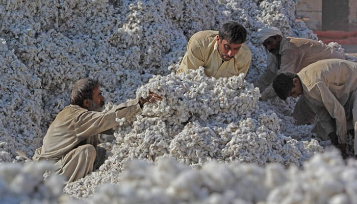 Pakistani workers process freshly picked cotton at a factory in Pakistan. — AFP/File