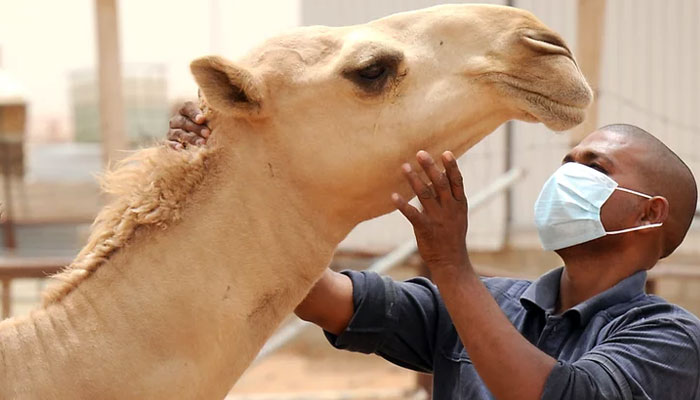 A masked worker pets a camel. — AFP/File