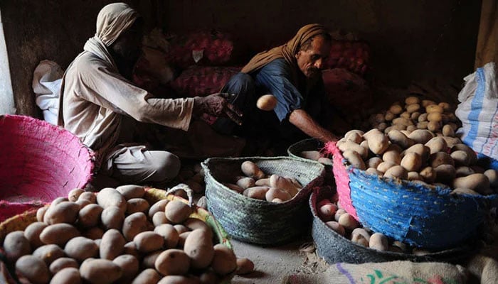Pakistani laborers sort potatoes at a vegetable market in Karachi. — AFP/File