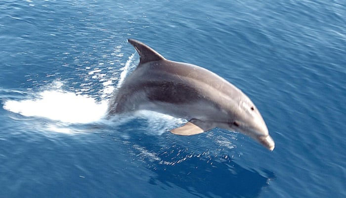A representational image of a dolphin. — AFP/File