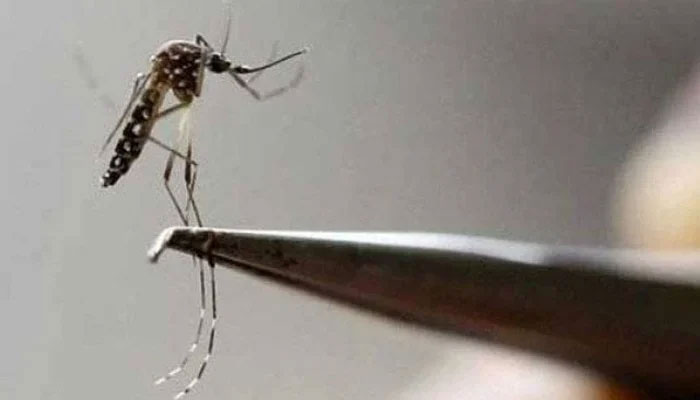 A representational image of a dengue. — AFP/File