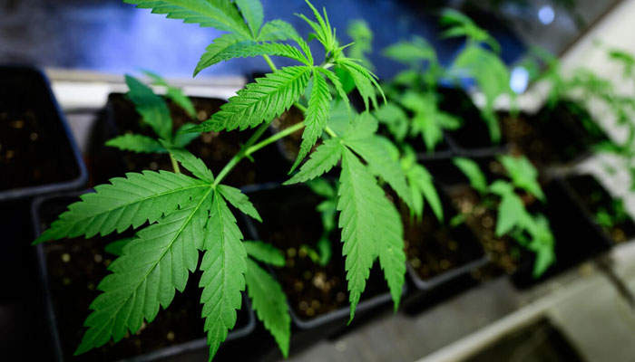 Cannabis plants can be seen. — AFP/File