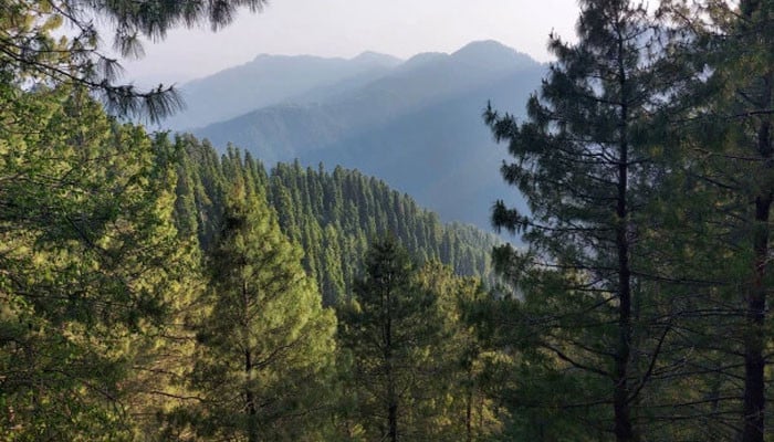 Technology for forests - Vimarsana News