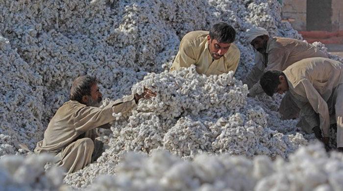 Punjab's cotton yield tanks, matches Sindh's despite larger cultivation - Vimarsana News