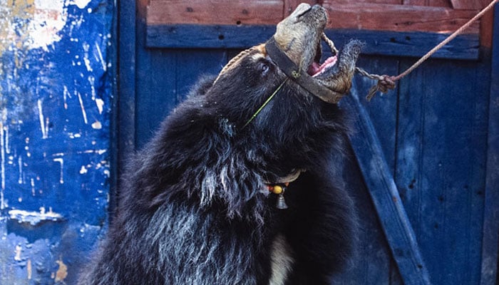 This undated file photo, released by Four Paws, leading international animal welfare organization, shows Asiatic black bear captive for street performances in Rawalpindi. — Four PAWS Website