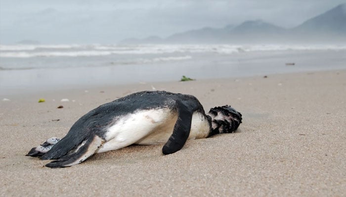 In this photo released by Aquario Municipal de Peruibe, a dead penguin sits on the sand at Peruibe beach in Sao Paulo state, Brazil, on Saturday. — AFP