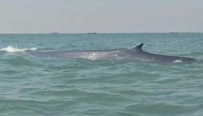 The image shows the whale spotted alongside Balochistans Gadani coast at a distance of few kilometres from Gwadar. — Screengrab/Reporter