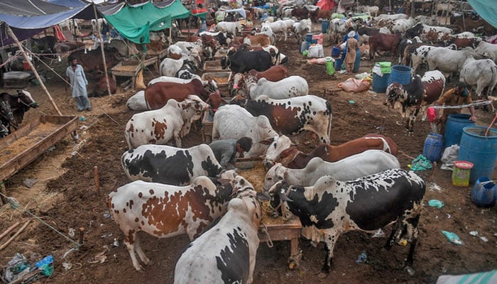 A trader feeds the cows at a cattle market in Karachi, Pakistan. — AFP/File