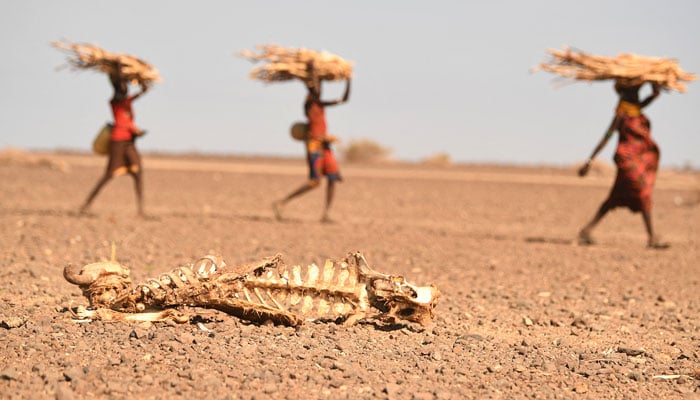 Turkana women carry firewood past the carcass of a cow in northern Kenya. — AFP/File