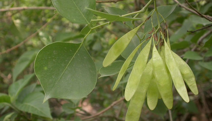 This representational image shows a Shisham tree. —  WILD LIFE TOURS AT RAJAJI Website/File