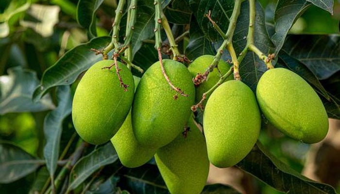 Raw Green Mangoes hanging in the bunch on a tree. — DEPARTMENT OF HORTICULTURE Government of Punjab/File