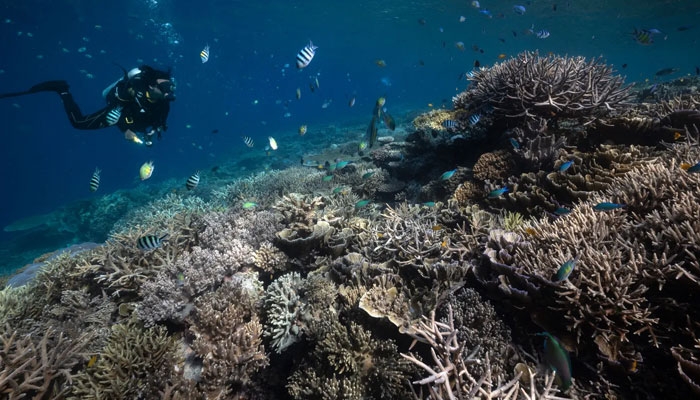 Bleached corals in the waters of Raja Ampat Regency in east Indonesias West Papua region. — AFP/File
