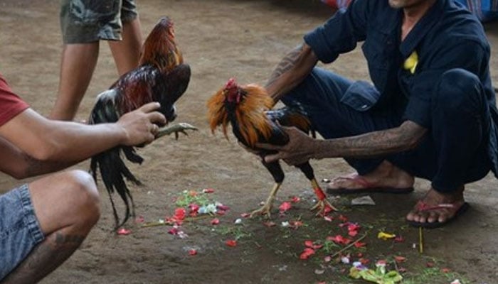 This image shows, gamblers holding cocks during a cock fight. — AFP/File
