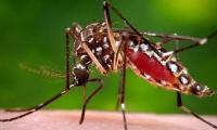 ‘Rains may escalate breeding of dengue larvae’
