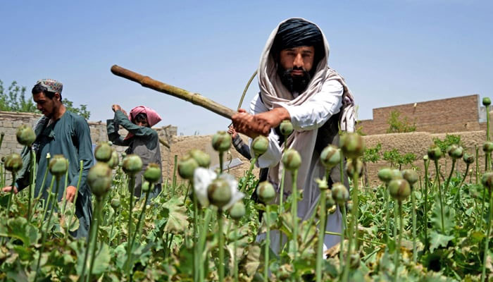 This image shows people destroying a poppy plantation. — AFP/File