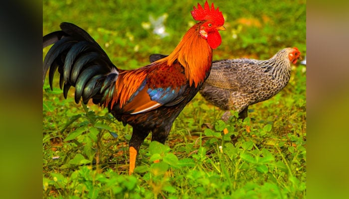 This representational image shows roosters. — Unsplash/File