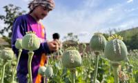 Poppy crop on 27 kanals eradicated