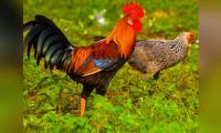Seized roosters handed over to wildlife dept