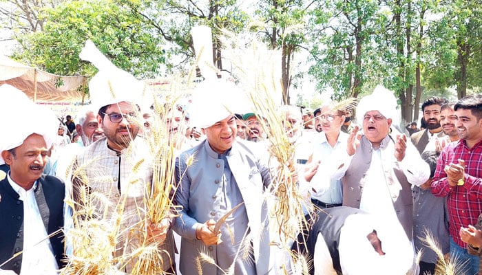 Commissioner Lahore Muhammad Ali Randhawa inaugrates wheat harvesting in Lahore division on April 20, 2024. — X/@commissionerlhr