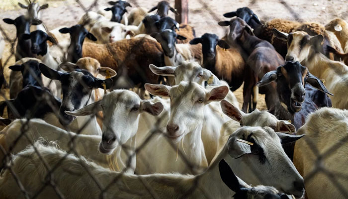 In this representational image, goats are in the farm. — Unsplash/File