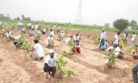 KMBL starts a plantation drive in interior Sindh