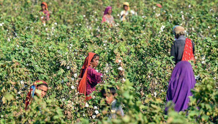 This picture shows labourers picking cotton in a field at Sammu Khan Bhanbro village in Sukkur, Sindh. — AFP/File