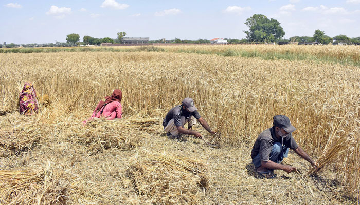 Farmer family harvest wheat crops in Lahore on April 24, 2024. — Online