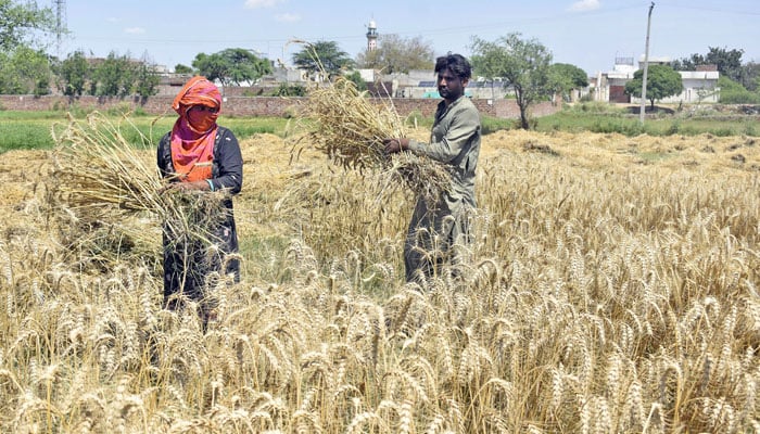 In this image, a farmers family harvests wheat crops in Pakistan on April 24, 2024. — Online
