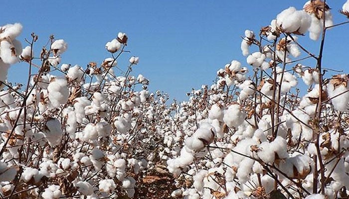 Representational file of cotton crop. — APP File
