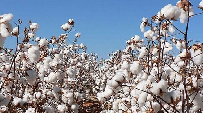 Government sets sights on bumper cotton crop with 29 percent output increase for FY24-25