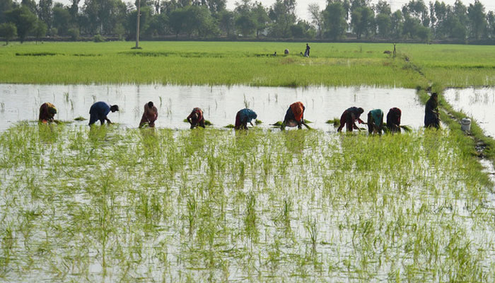 In this picture, taken on September 2, 2022, farmers plant paddy saplings in a field in flood-hit Sukkur, Sindh province. — AFP