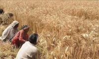 Growers face losses amid delay in wheat procurement