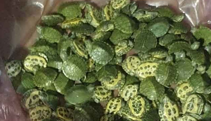 Rare turtles that were illegally imported from Thailand at Lahore Airport. — Hum website