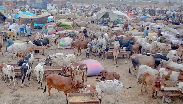 A glimpse from a central market for sacrificial animals in Karachi in 2017. — The News File