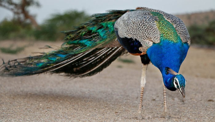 This photo released on August 7, 2020 shows a peacock in Tharparkar district. — Facebook/Guddu Pakistani