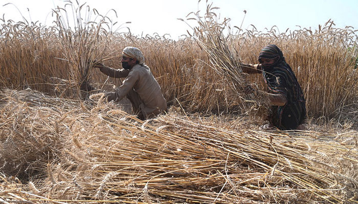 Farmers harvest wheat crop in a field on the outskirts of Lahore. — AFP/File