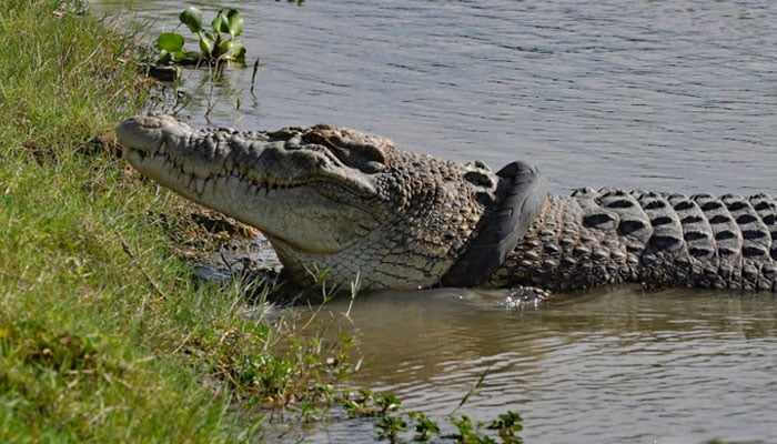 A representational image of a crocodile. — X/@AFP/File