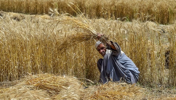 A farmer harvests wheat crops in a field. — AFP/File