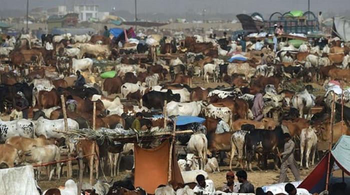 Network of CCTV cameras to monitor central cattle market - Vimarsana News