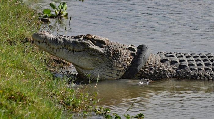 Marsh crocodile caught in Jiwani released - Vimarsana News