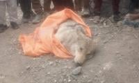 Villagers take care of ailing wolf in Chitral