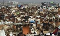 Network of CCTV cameras to monitor central cattle market