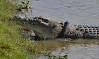 Marsh crocodile caught in Jiwani released