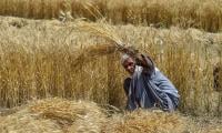 Farmers up in arms against falling wheat prices in Punjab