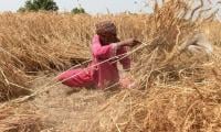 Agriculture experts warn of deepening crises of food insecurity