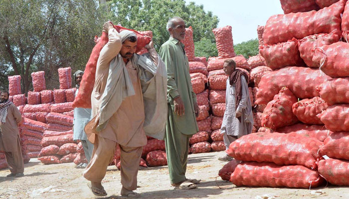 Labourers unload sacks of vegetables at the vegetable market as International Labour Day is celebrated on May 1 every year image released on May 1, 2024. — APP