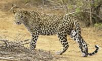 Roaming leopard creates fear in Lower Dir