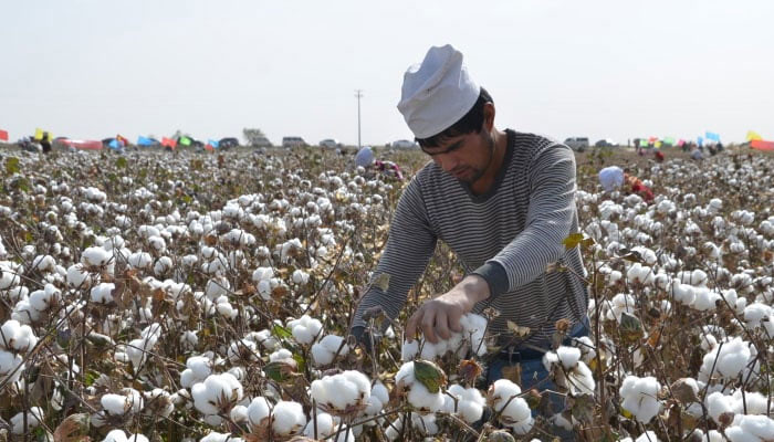 A farmer can be seen in a cotton field.  — AFP File