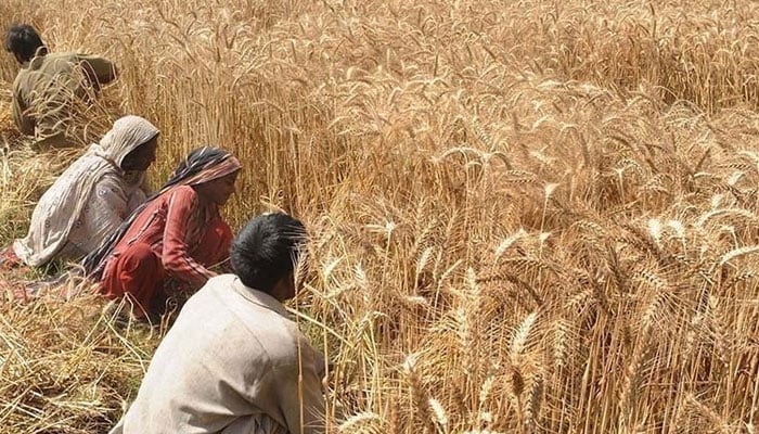 A representational image showing farmers harvesting wheat crops in a field. — AFP/File